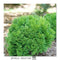 Thuja - 'TATER TOT®' Arborvitae