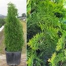 Thuja - 'DeGroot's Spire' Arborvitae