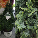 Thuja - 'STING®' Arborvitae