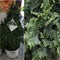 Thuja - 'STING®' Arborvitae