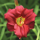 Hemerocallis - ‘Ruby Stella' Daylily