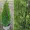 Thuja - 'Emerald' Arborvitae