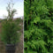 Thuja - 'FULL SPEED A HEDGE®' Arborvitae