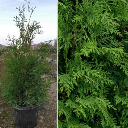 Thuja - 'FULL SPEED A HEDGE®' Arborvitae