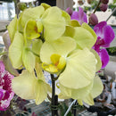 Orchid - Phalaenopsis (Moth Orchid) in Container
