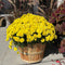 1/2 Bushel Garden Mum