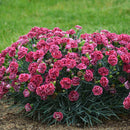 Dianthus - ‘Cherry Vanilla' Fruit Punch® Pinks