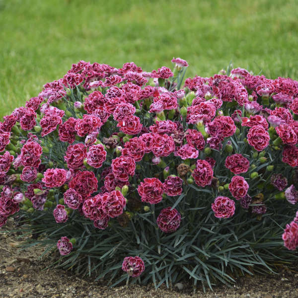 Dianthus - ‘Cherry Vanilla' Fruit Punch® Pinks