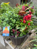 12" Fall Mix Patio Pot