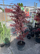 Acer Maple – ‘Bloodgood’ Upright Japanese Maple