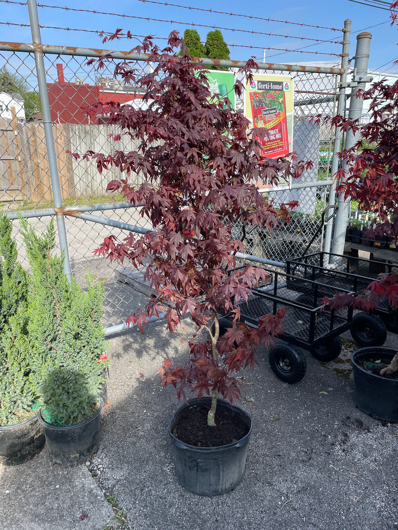 Acer Maple – ‘Bloodgood’ Upright Japanese Maple