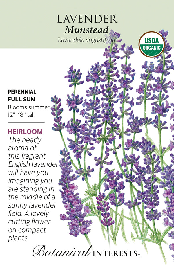 Lavender - 'Munstead' Organic Seeds