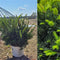 Taxus - STONEHENGE DARK DRUID® Yew