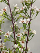 33” Premium Wax Flower Bundle