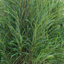 Rhamnus - 'Fine Line' Buckthorn