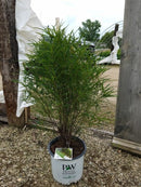 Rhamnus - 'Fine Line' Buckthorn