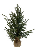 18-24" Frosted Austrian Pine Tree