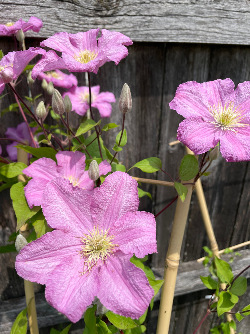 Clematis - ‘Comtesse de Bouchaud' Clematis