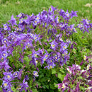 Aquilegia - 'Earlybird Purple Blue' Columbine