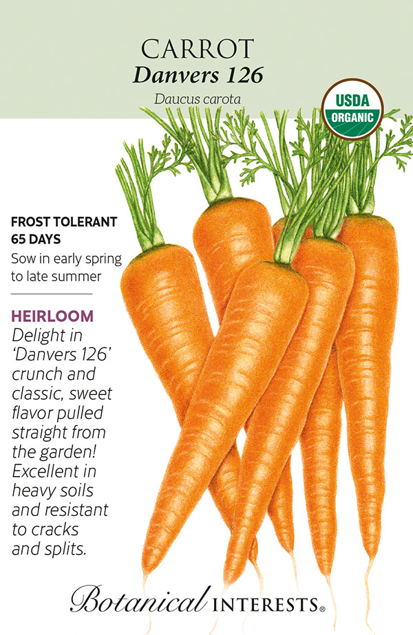 Carrot - 'Danvers 126' Organic Seeds