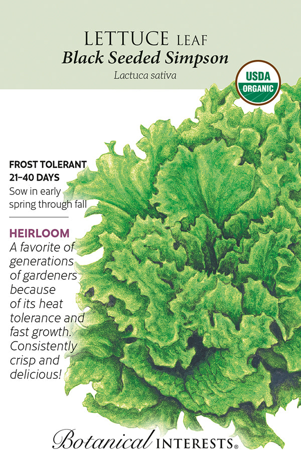 Lettuce Leaf - 'Black Seeded Simpson' Organic Seeds