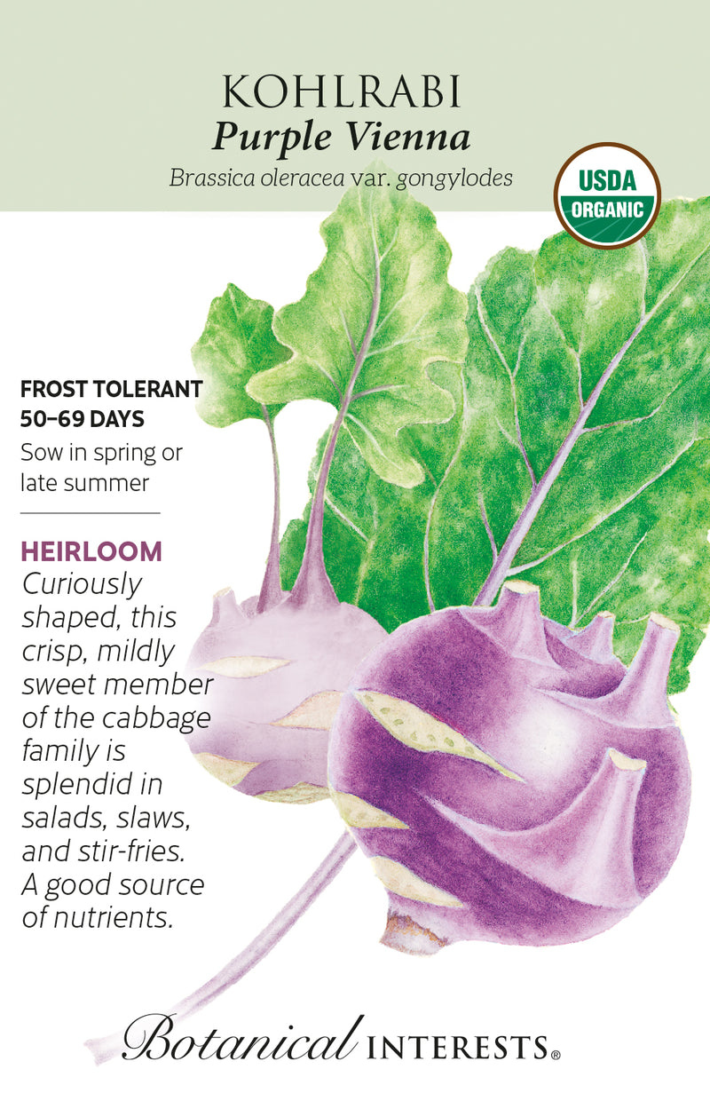 Kohlrabi - 'Purple Vienna' Organic Seeds