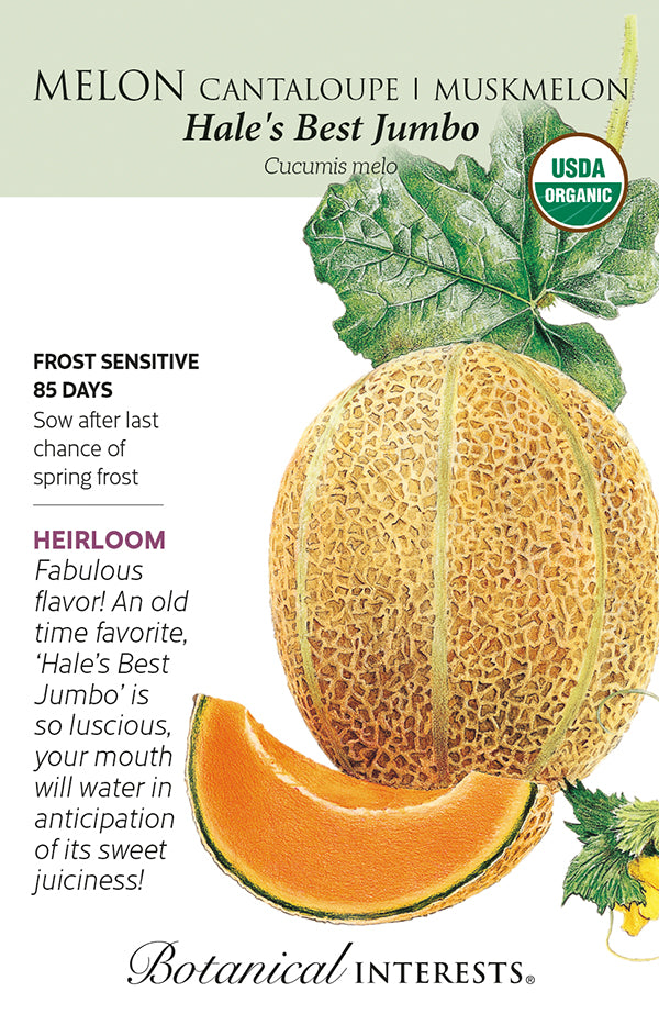 Melon - 'Hale's Best Jumbo' Muskmelon Organic Seeds