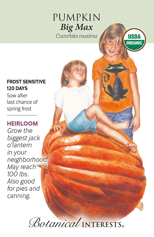 Pumpkin - 'Big Max' Organic Seeds