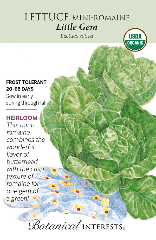 Lettuce Romaine - 'Little Gem' Organic Seeds