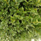 Buxus - 'Green Mountain' Boxwood