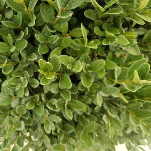 Buxus - 'Green Mountain' Boxwood