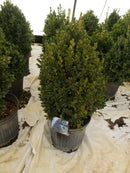 Buxus - 'Green Mountain' Boxwood
