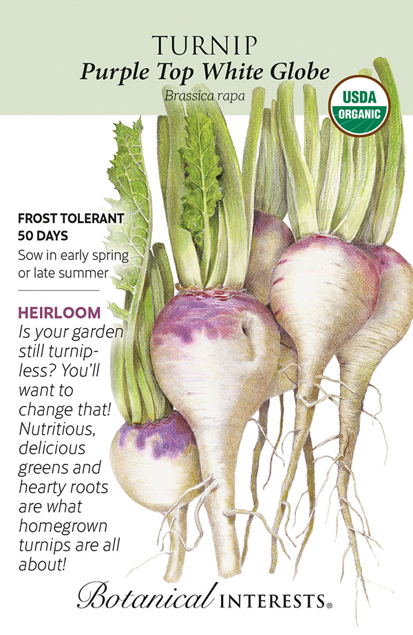Turnip - 'Purple Top White Globe' Organic Seeds