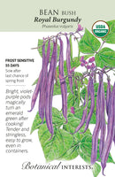 Bean Bush - 'Royal Burgundy' Organic Seeds