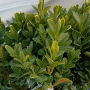 Buxus 'Green Velvet' Boxwood
