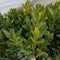Buxus 'Green Velvet' Boxwood