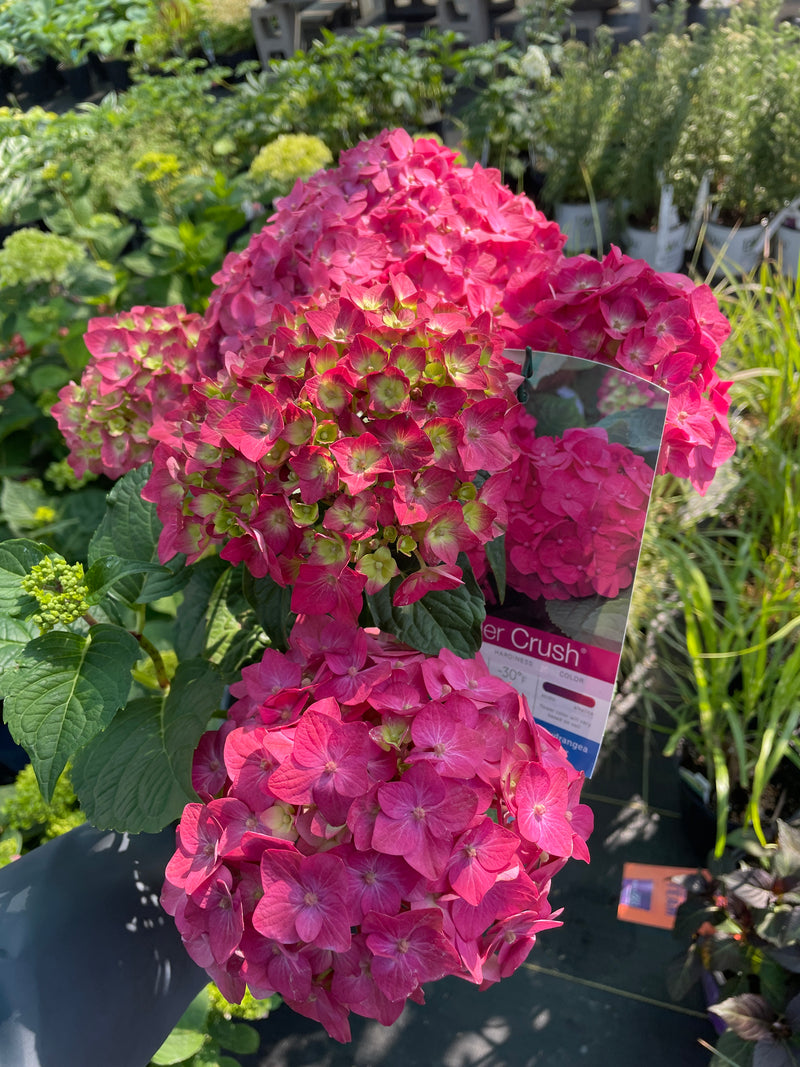 Hydrangea - 'Endless Summer® Summer Crush® Big Leaf Hydrangea