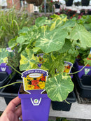 Nasturtium Herb Plant