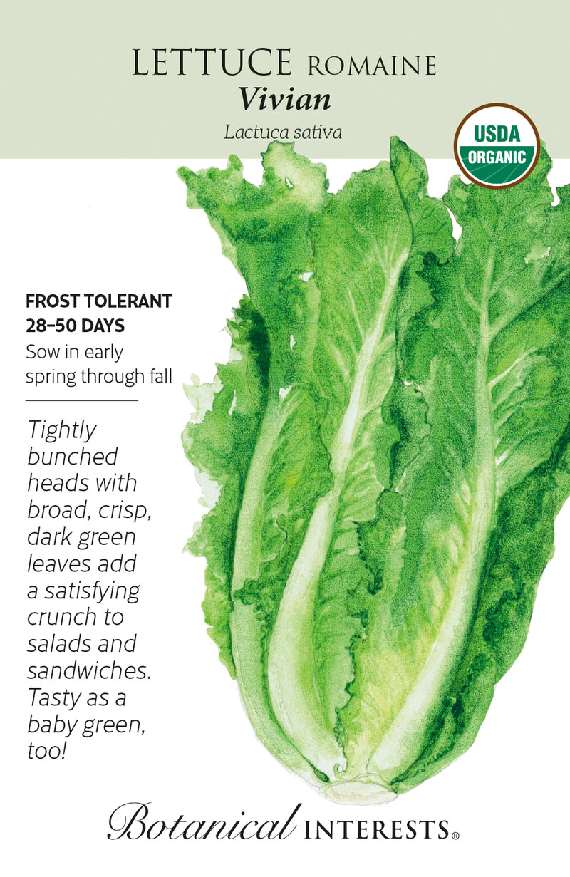 Lettuce Romaine - 'Vivian' Seeds Organic