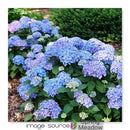 Hydrangea - 'Let's Dance Lovable®' Big Leaf Hydrangea