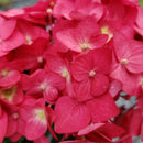 Hydrangea - 'Endless Summer® Summer Crush® Big Leaf Hydrangea
