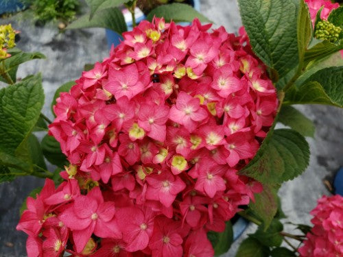Hydrangea - 'Endless Summer® Summer Crush® Big Leaf Hydrangea