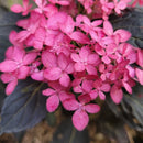 Hydrangea - 'Eclipse®' Bigleaf Hydrangea