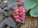 Hydrangea - 'Eclipse®' Bigleaf Hydrangea