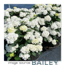Hydrangea - ENDLESS SUMMER® 'DREAMCLOUD®' Bigleaf Hydrangea