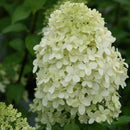 Hydrangea - 'Limelight' Panicle Tree Form