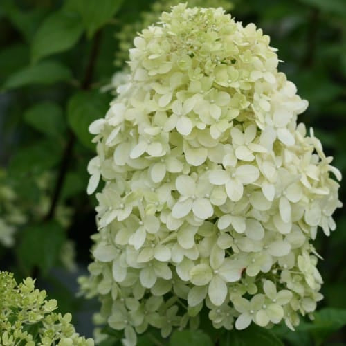 Hydrangea - 'Limelight' Panicle Tree Form
