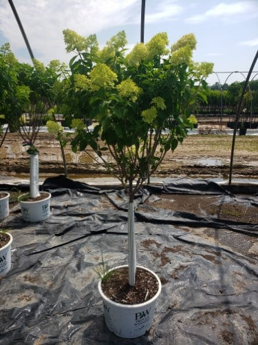 Hydrangea - 'Limelight' Panicle Tree Form