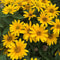 Heliopsis - 'Tuscan Gold' False Sunflower