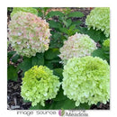 Hydrangea - 'Powerball' Panicle Hydrangea